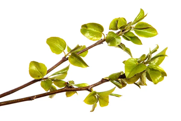 Branche Poirier Avec Petites Feuilles Vertes Sur Fond Blanc — Photo