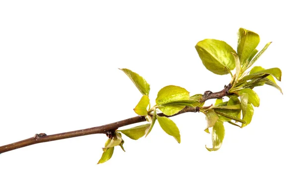 Pear Tree Branch Small Green Leaves White Background — Stock Photo, Image