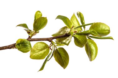 Küçük yeşil yapraklı armut ağacı dalı. beyaz arkaplan