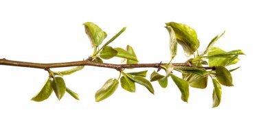 Küçük yeşil yapraklı armut ağacı dalı. beyaz arkaplan