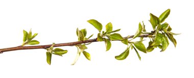 Küçük yeşil yapraklı armut ağacı dalı. beyaz arkaplan