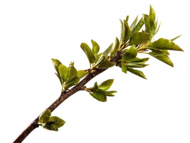 Küçük yeşil yapraklı armut ağacı dalı. beyaz arkaplan