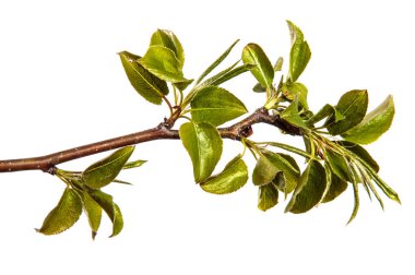 Küçük yeşil yapraklı armut ağacı dalı. beyaz arkaplan