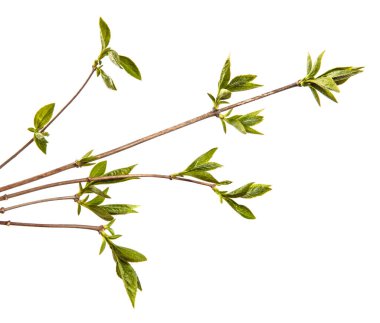 Küçük yeşil yapraklı leylak çalısı. beyaz arkaplan