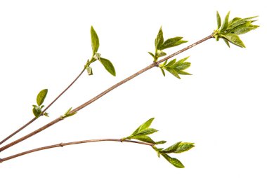 Küçük yeşil yapraklı leylak çalısı. beyaz arkaplan