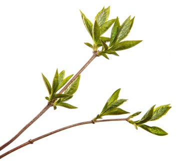 Küçük yeşil yapraklı leylak çalısı. beyaz arkaplan