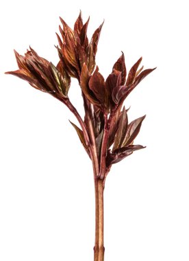 Şakayık çalılarından taze filizler. beyaz arkaplan