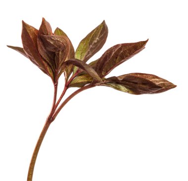 Şakayık çalılarından taze filizler. beyaz arkaplan