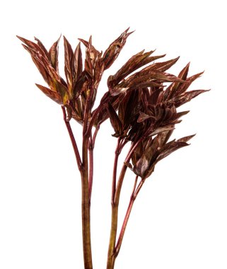 Şakayık çalılarından taze filizler. beyaz arkaplan