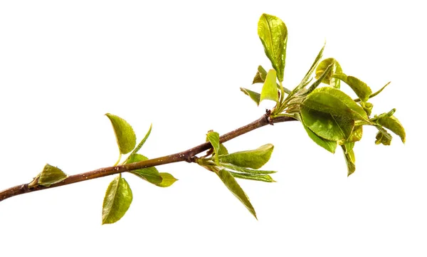 Pear Tree Branch Small Green Leaves White Background — Stock Photo, Image