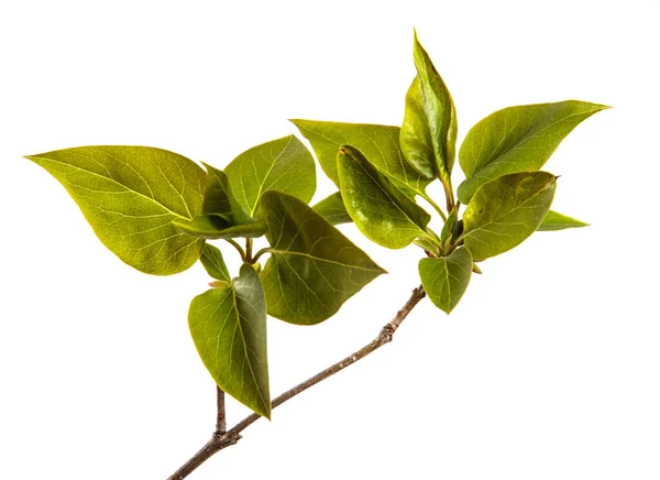 Ramo Arbusto Lilás Com Pequenas Folhas Verdes Sobre Fundo Branco — Fotografia de Stock