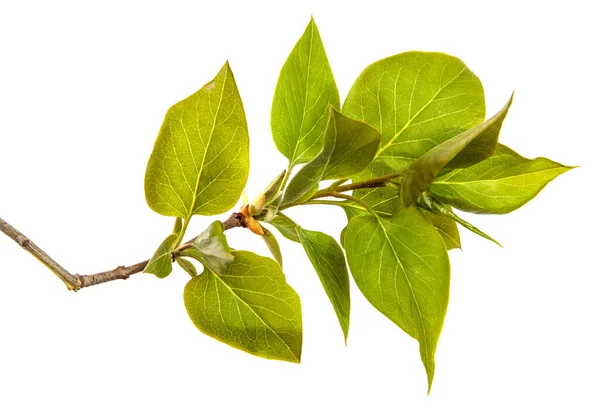 Ramo Arbusto Lilás Com Pequenas Folhas Verdes Sobre Fundo Branco — Fotografia de Stock