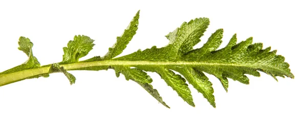 Zielone Liście Maku Roślinnego Białym Tle — Zdjęcie stockowe