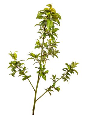 Beyaz arka planda genç yeşil yapraklı ağaç dalı