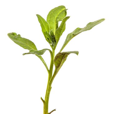 Beyaz arka planda çimenli bir bitkinin yeşil yaprakları