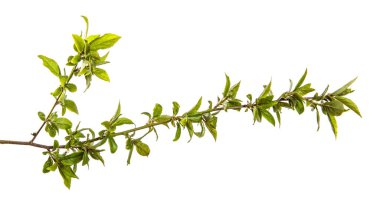 Beyaz arka planda genç yeşil yapraklı ağaç dalı