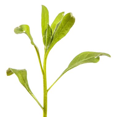 Beyaz arka planda çimenli bir bitkinin yeşil yaprakları