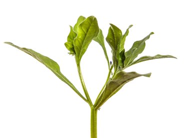 Beyaz arka planda çimenli bir bitkinin yeşil yaprakları