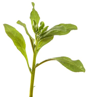 Beyaz arka planda çimenli bir bitkinin yeşil yaprakları