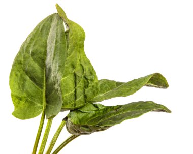 Beyaz arkaplanda yeşil kuş yaprakları