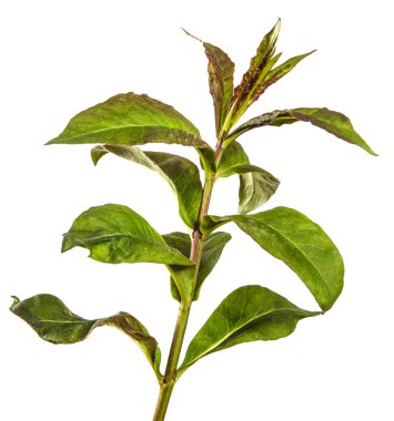 Beyaz arkaplanda yeşil filizler.