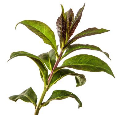 Beyaz arkaplanda yeşil filizler.