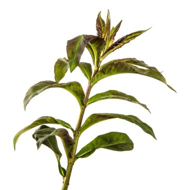 Beyaz arkaplanda yeşil filizler.