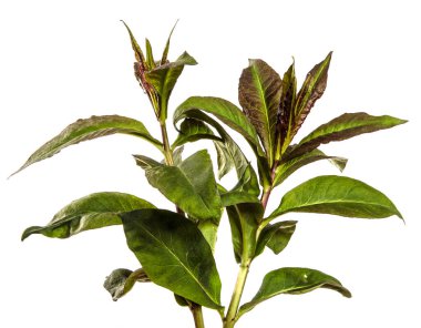 Beyaz arkaplanda yeşil filizler.