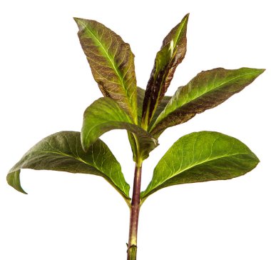 Beyaz arkaplanda yeşil filizler.