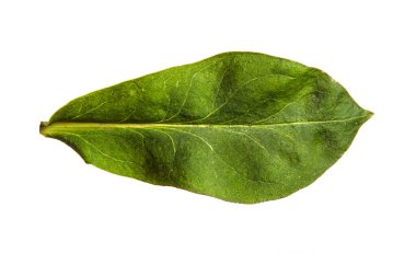 Beyaz arkaplanda yeşil filizler.