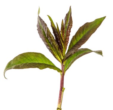 Beyaz arkaplanda yeşil filizler.