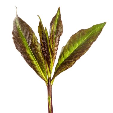 Beyaz arkaplanda yeşil filizler.