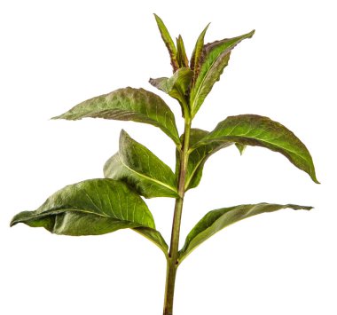 Beyaz arkaplanda yeşil filizler.