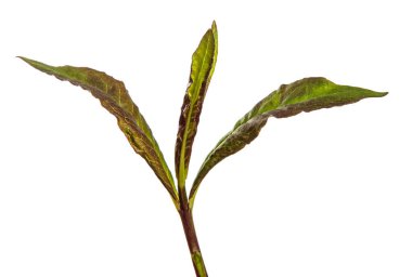 Beyaz arkaplanda yeşil filizler.