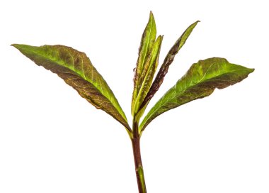 Beyaz arkaplanda yeşil filizler.