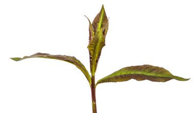 Beyaz arkaplanda yeşil filizler.