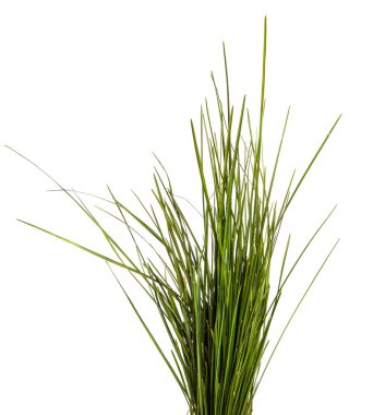 Beyaz arka planda bir sürü yeşil çimen