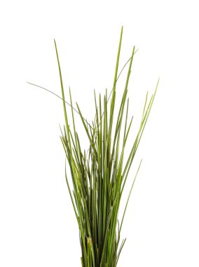 Beyaz arka planda bir sürü yeşil çimen