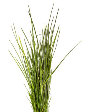 Beyaz arka planda bir sürü yeşil çimen