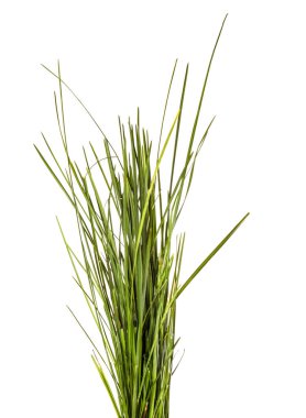 Beyaz arka planda bir sürü yeşil çimen