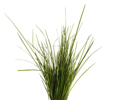 Beyaz arka planda bir sürü yeşil çimen