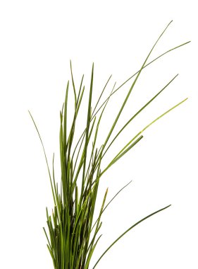 Beyaz arka planda bir sürü yeşil çimen