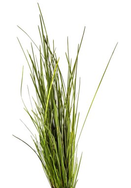 Beyaz arka planda bir sürü yeşil çimen