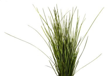 Beyaz arka planda bir sürü yeşil çimen