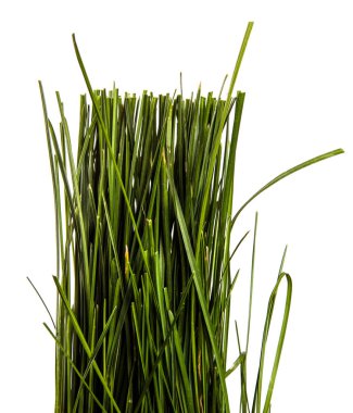 Beyaz arka planda bir sürü yeşil çimen