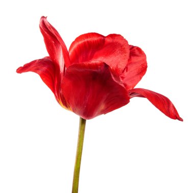 Beyaz arkaplanda kırmızı lale tomurcuğu