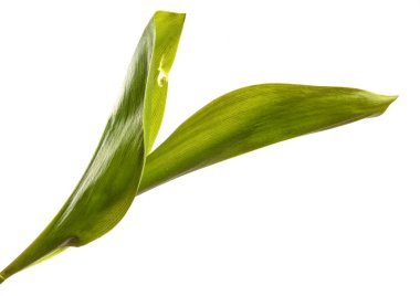 Vadinin yeşil zambağı beyaz bir arka planda ayrılıyor