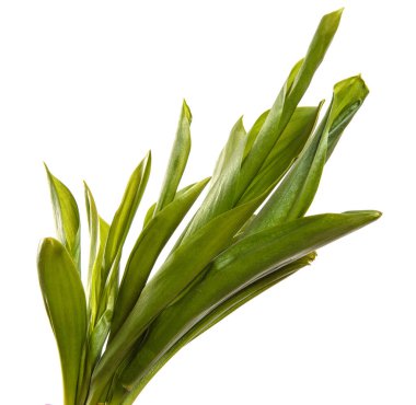 Vadinin yeşil zambağı beyaz bir arka planda ayrılıyor