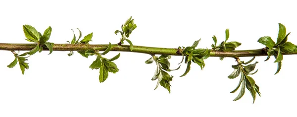 白い背景に若い緑の葉を持つ木の枝 — ストック写真
