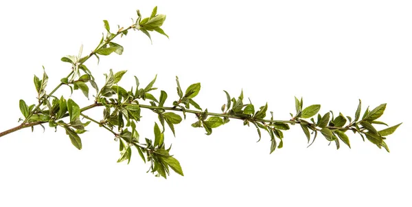 Zweig Mit Jungen Grünen Blättern Auf Weißem Hintergrund — Stockfoto